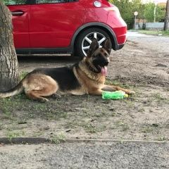 Подробнее об объявлении «Ростов-на-Дону Пропала собака немецкая овчарка» Фото: пропала собака  «Ростов-на-Дону Пропала собака немецкая овчарка» в г. Ростов-на-Дону