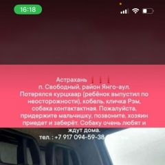 Подробнее об объявлении «Астрахань Пропала собака кобель» Фото: пропала собака Курцхаар «Астрахань Пропала собака кобель» в г. Астрахань