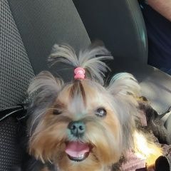 Подробнее об объявлении «Симферополь Пропала собака пожалуйста, помогите найти» Фото: пропала собака Йоркширский терьер «Симферополь Пропала собака пожалуйста, помогите...» в г. Симферополь