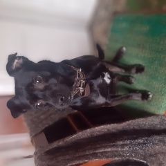 Подробнее об объявлении «Пропала собака кобель Жлобин» Фото: пропала собака  «Пропала собака кобель Жлобин» в г. Жлобин