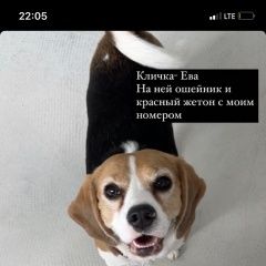 Подробнее об объявлении «Сергиев Посад Пропала собака пропаслк собака бигль» Фото: пропала собака Бигль «Сергиев Посад Пропала собака пропаслк собака бигль» в г. Сергиев Посад