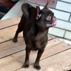 Подробнее об объявлении «Пропала собака чихуахуа к/ш, шоколадного окраса Санкт-Петербург» Фото: пропала собака Чихуахуа «Пропала собака чихуахуа к/ш, шоколадного окраса...» в г. Санкт-Петербург