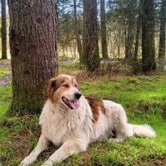 Подробнее об объявлении «Сочи Пропала собака кобель мацеста» Фото: пропала собака  «Сочи Пропала собака кобель мацеста» в г. Сочи