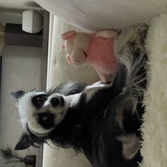 Подробнее об объявлении «Сургут Пропала собака кобель член семьи» Фото: пропала собака  «Сургут Пропала собака кобель член семьи» в г. Сургут