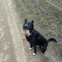 Подробнее об объявлении «Сергиев Посад Пропала собака кобель» Фото: пропала собака  «Сергиев Посад Пропала собака кобель» в г. Сергиев Посад