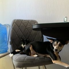 Подробнее об объявлении «Анапа Пропала собака» Фото: пропала собака  «Анапа Пропала собака» в г. Анапа