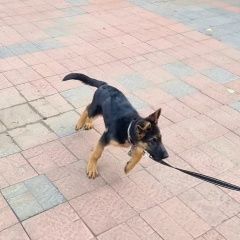 Подробнее об объявлении «Омск Пропала собака кобель щенок немецкой овчарки» Фото: пропала собака Немецкая овчарка «Омск Пропала собака кобель щенок немецкой овчарки» в г. Омск