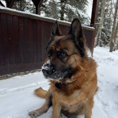 Подробнее об объявлении «Первомайский (Московская обл.) Пропала собака собаку украли.» Фото: пропала собака Немецкая овчарка «Первомайский (Московская обл.) Пропала собака...» в г. Первомайский (Московская обл.)