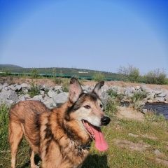 Подробнее об объявлении «Магадан Пропала собака кобель» Фото: пропала собака  «Магадан Пропала собака кобель» в г. Магадан