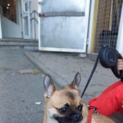 Подробнее об объявлении «Екатеринбург Пропала собака помес (мопс+шпиц)» Фото: пропала собака Мопс «Екатеринбург Пропала собака помес (мопс+шпиц)» в г. Екатеринбург