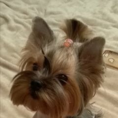 Подробнее об объявлении «Полушкино Пропала собака йорк, девочка» Фото: пропала собака Йоркширский терьер «Полушкино Пропала собака йорк, девочка» в г. Полушкино