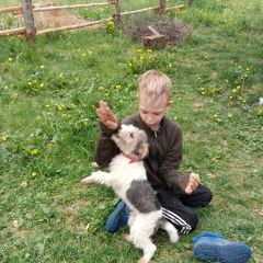 Подробнее об объявлении «Верхняя Пышма Пропала собака кобель» Фото: пропала собака Фокстерьер «Верхняя Пышма Пропала собака кобель» в г. Верхняя Пышма