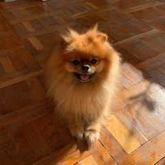 Подробнее об объявлении «Пущино Пропала собака кобель в пос. есуковский, то» Фото: пропала собака Померанский шпиц «Пущино Пропала собака кобель в пос. есуковский, то» в г. Пущино