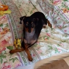 Подробнее об объявлении «Комсомольск-на-Амуре Пропала собака кобель русский той-терьер» Фото: пропала собака Русский той-терьер «Комсомольск-на-Амуре Пропала собака кобель...» в г. Комсомольск-на-Амуре