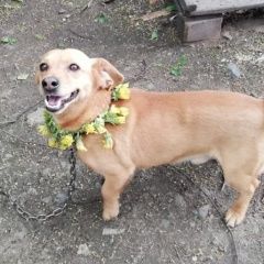 Подробнее об объявлении «Хабаровск Пропала собака кобель помогите найти, пожалуйста» Фото: пропала собака Такса «Хабаровск Пропала собака кобель помогите найти,...» в г. Хабаровск