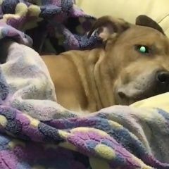 Подробнее об объявлении «Жуковский Пропала собака кобель» Фото: пропала собака Американский стаффордширский терьер «Жуковский Пропала собака кобель» в г. Жуковский