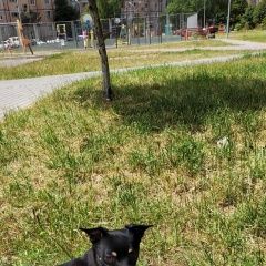 Подробнее об объявлении «Белгород Пропала собака кобель» Фото: пропала собака Той-терьер «Белгород Пропала собака кобель» в г. Белгород