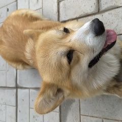 Подробнее об объявлении «Ярославль Пропала собака кобель» Фото: пропала собака Вельш корги «Ярославль Пропала собака кобель» в г. Ярославль