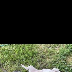 Подробнее об объявлении «Видное Пропала собака» Фото: пропала собака  «Видное Пропала собака» в г. Видное