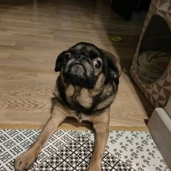 Подробнее об объявлении «Пропала собака кобель Ступино» Фото: пропала собака  «Пропала собака кобель Ступино» в г. Ступино