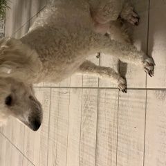 Подробнее об объявлении «Чита Пропала собака карликовый пудель» Фото: пропала собака  «Чита Пропала собака карликовый пудель» в г. Чита