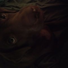 Подробнее об объявлении «Уссурийск Пропала собака» Фото: пропала собака Лабрадор ретривер «Уссурийск Пропала собака» в г. Уссурийск