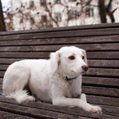 Подробнее об объявлении «Химки Пропала собака белого окраса» Фото: пропала собака  «Химки Пропала собака белого окраса» в г. Химки