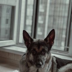 Подробнее об объявлении «Красноярск Пропала собака кобель откликается на имя арчи» Фото: пропала собака Немецкая овчарка «Красноярск Пропала собака кобель откликается на...» в г. Красноярск