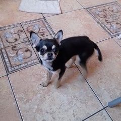 Подробнее об объявлении «Волгоград Пропала собака» Фото: пропала собака Чихуахуа «Волгоград Пропала собака» в г. Волгоград