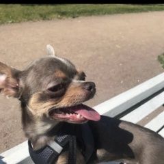 Подробнее об объявлении «Санкт-Петербург Пропала собака спб потерялась собачка» Фото: пропала собака Чихуахуа «Санкт-Петербург Пропала собака спб потерялась...» в г. Санкт-Петербург