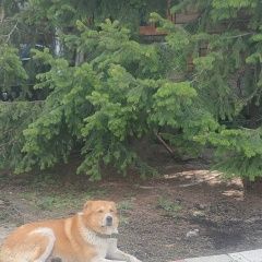 Подробнее об объявлении «Томск Пропала собака кобель» Фото: пропала собака  «Томск Пропала собака кобель» в г. Томск