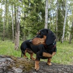 Подробнее об объявлении «Чехов Пропала собака такса девочка лилу.» Фото: пропала собака Такса «Чехов Пропала собака такса девочка лилу.» в г. Чехов