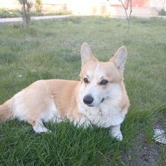 Подробнее об объявлении «Орша Пропала собака» Фото: пропала собака Вельш корги «Орша Пропала собака» в г. Орша