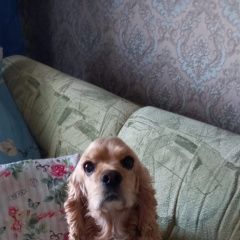 Подробнее об объявлении «Малоярославец Пропала собака кобель» Фото: пропала собака Американский кокер-спаниель «Малоярославец Пропала собака кобель» в г. Малоярославец