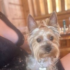 Подробнее об объявлении «Мелеуз Пропала собака кобель нугушское водохранилище» Фото: пропала собака  «Мелеуз Пропала собака кобель нугушское...» в г. Мелеуз