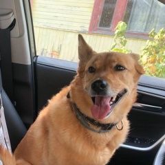 Подробнее об объявлении «Боровск Пропала собака рыжая сука альма, каверино, снт газовик» Фото: пропала собака  «Боровск Пропала собака рыжая сука альма,...» в г. Боровск