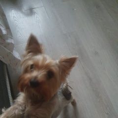 Подробнее об объявлении «Подольск Пропала собака кобель» Фото: пропала собака Йоркширский терьер «Подольск Пропала собака кобель» в г. Подольск