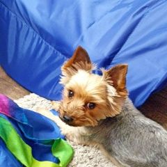 Подробнее об объявлении «Белгород Пропала собака новосадовый йорк девочка» Фото: пропала собака Йоркширский терьер «Белгород Пропала собака новосадовый йорк девочка» в г. Белгород