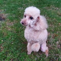 Подробнее об объявлении «Краснодар Пропала собака персиковый той-пудель» Фото: пропала собака Пудель «Краснодар Пропала собака персиковый той-пудель» в г. Краснодар