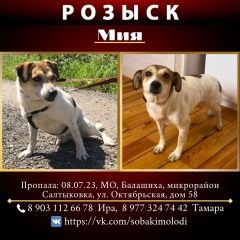Подробнее об объявлении «Балашиха Пропала собака» Фото: пропала собака  «Балашиха Пропала собака» в г. Балашиха