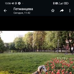 Подробнее об объявлении «Малоярославец Пропала собака» Фото: пропала собака Салюки «Малоярославец Пропала собака» в г. Малоярославец