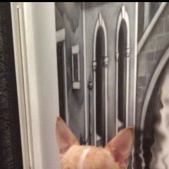 Подробнее об объявлении «Краснодар Пропала собака кобель» Фото: пропала собака Чихуахуа «Краснодар Пропала собака кобель» в г. Краснодар