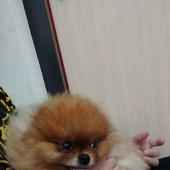 Подробнее об объявлении «Пицунда Пропала собака кобель рыжий шпиц» Фото: пропала собака Померанский шпиц «Пицунда Пропала собака кобель рыжий шпиц» в г. Пицунда