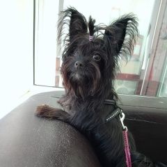 Подробнее об объявлении «Анапа Пропала собака» Фото: пропала собака Йоркширский терьер «Анапа Пропала собака» в г. Анапа