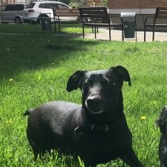 Подробнее об объявлении «Краснодар Пропала собака кобель новая адыгея/» Фото: пропала собака  «Краснодар Пропала собака кобель новая адыгея/» в г. Краснодар