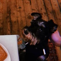 Подробнее об объявлении «Кобринское Пропала собака» Фото: пропала собака Цвергшнауцер «Кобринское Пропала собака» в г. Кобринское