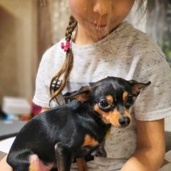 Подробнее об объявлении «Благовещенск (Амурская обл.) Пропала собака» Фото: пропала собака Той-терьер «Благовещенск (Амурская обл.) Пропала собака» в г. Благовещенск (Амурская обл.)