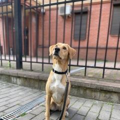 Подробнее об объявлении «Москва Пропала собака» Фото: пропала собака  «Москва Пропала собака» в г. Москва