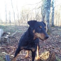 Подробнее об объявлении «Ярославль Пропала собака» Фото: пропала собака Ягд-терьер «Ярославль Пропала собака» в г. Ярославль