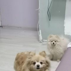 Подробнее об объявлении «Ярославль Пропала собака и шпицы ласковые и симпатичные» Фото: пропала собака Немецкий шпиц «Ярославль Пропала собака и шпицы ласковые и...» в г. Ярославль